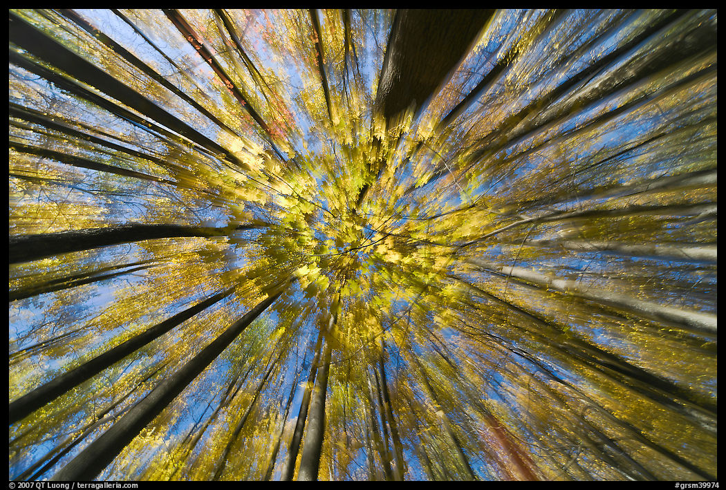 Motion zoom blur, forest in autumn color, Tennessee. Great Smoky Mountains National Park, USA.