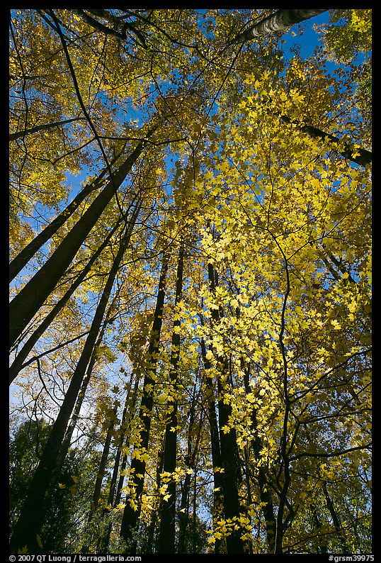 Looking up through backlit leaves in fall foliage, Tennessee. Great Smoky Mountains National Park, USA.