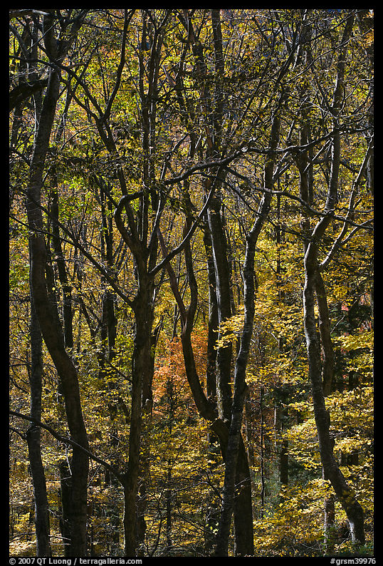 Twisted dark trunks and sunny forest in autumn, Tennessee. Great Smoky Mountains National Park