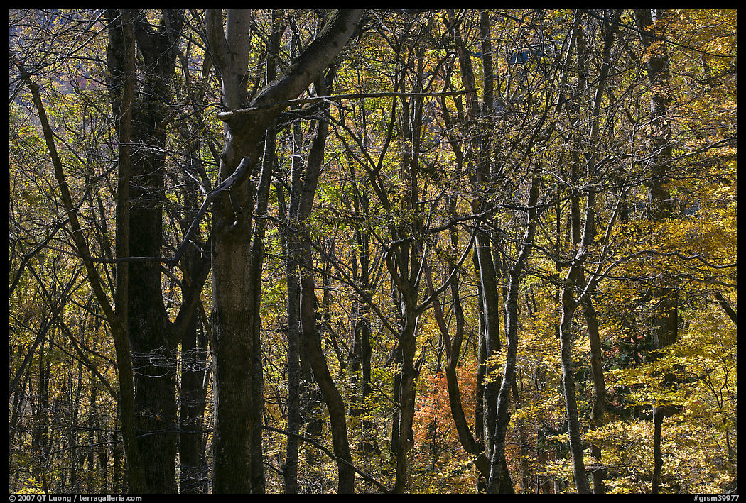 Twisted dark trees and sunny forest in fall, Tennessee. Great Smoky Mountains National Park