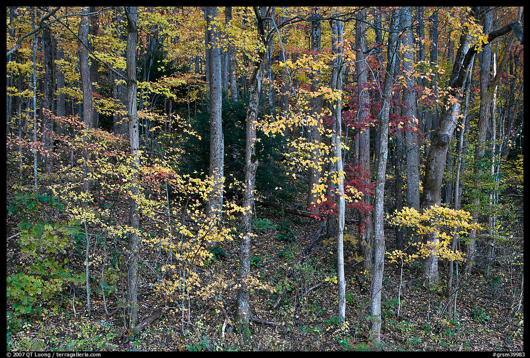 Trees with bright leaves in hillside forest, Tennessee. Great Smoky Mountains National Park, USA.