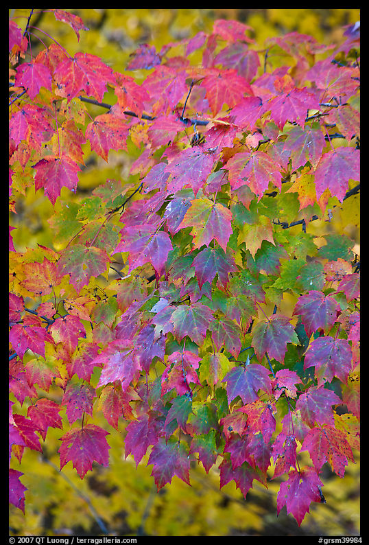 Close-up of tree leaves with autumn color, Tennessee. Great Smoky Mountains National Park, USA.