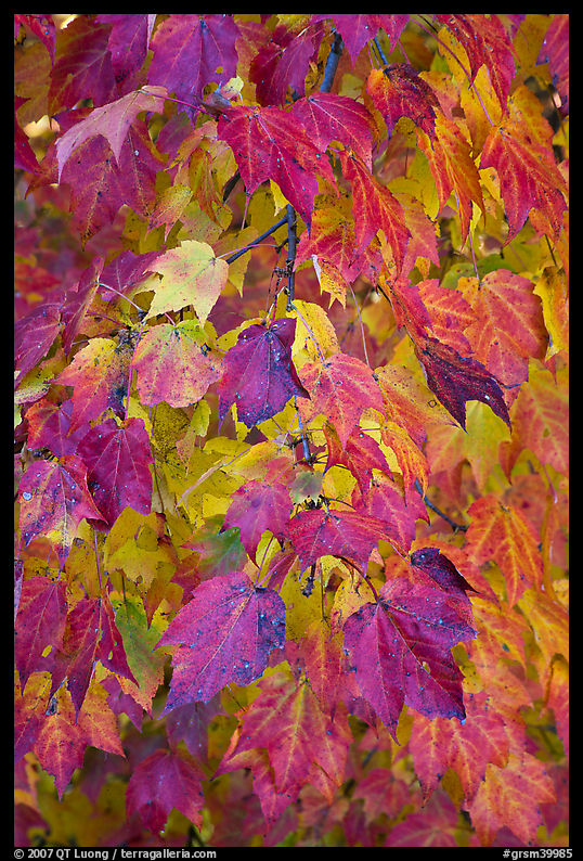 Close-up of tree branch with autumn foliage, Tennessee. Great Smoky Mountains National Park, USA.