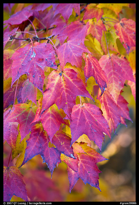 Close-up of leaves in fall color, Tennessee. Great Smoky Mountains National Park, USA.