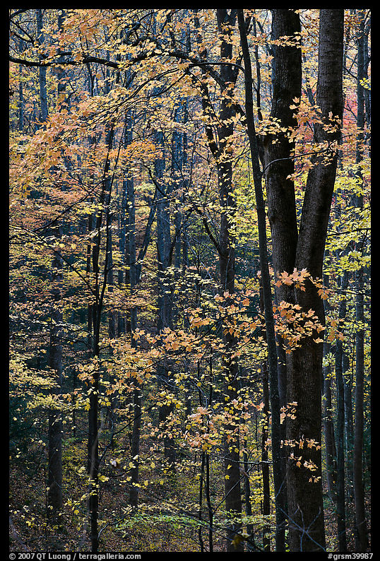 Deciduous forest in autumn, Tennessee. Great Smoky Mountains National Park, USA.