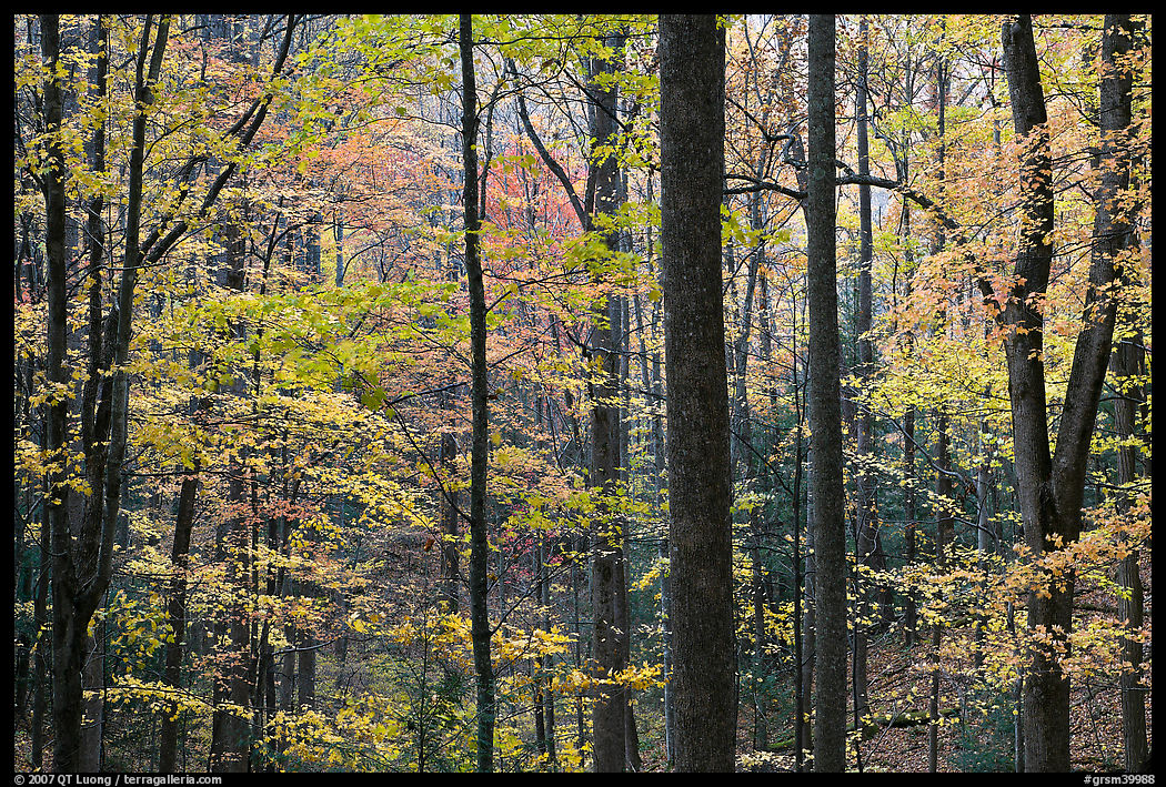 Forest scene in autumn, Tennessee. Great Smoky Mountains National Park