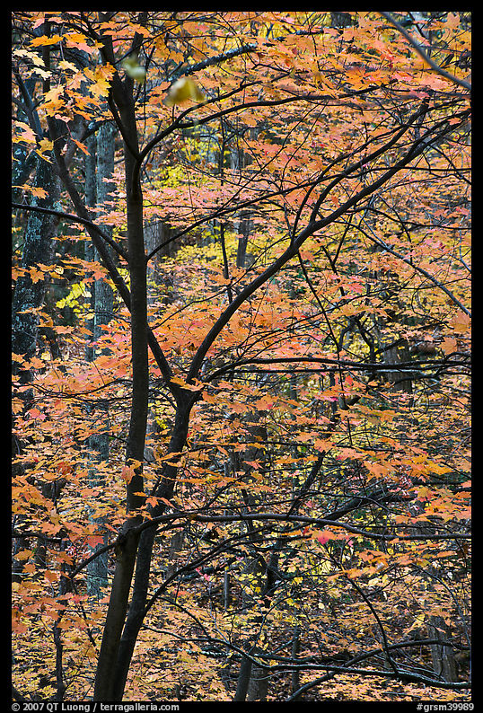Trees with bright orange leaves, Tennessee. Great Smoky Mountains National Park