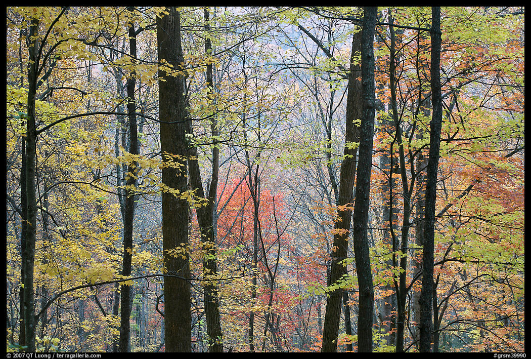 Forest with fall foliage, Tennessee. Great Smoky Mountains National Park