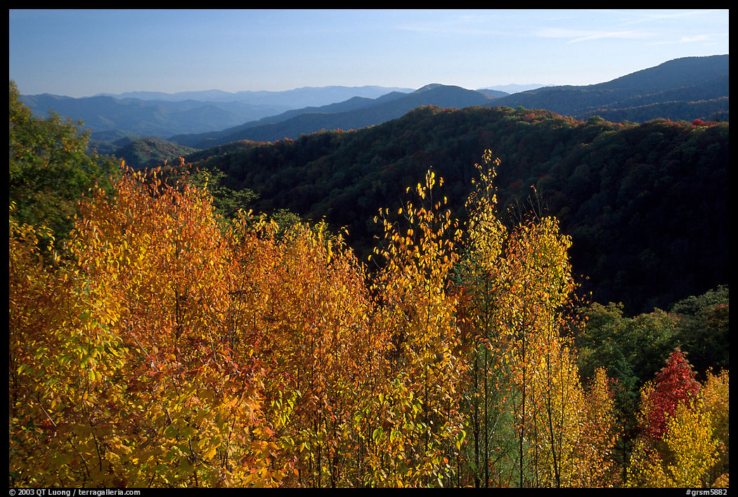 Trees in fall colors and backlit hillside near Newfound Gap, Tennessee. Great Smoky Mountains National Park