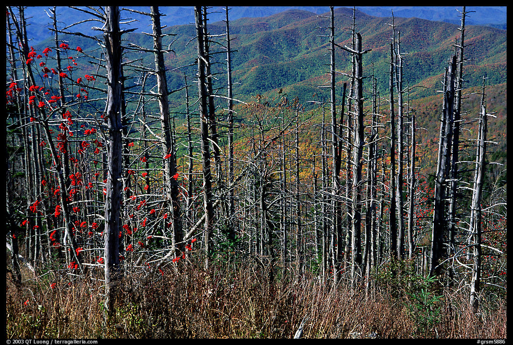 Hillsides in fall color seen through trees with berries, Clingmans Dome, North Carolina. Great Smoky Mountains National Park