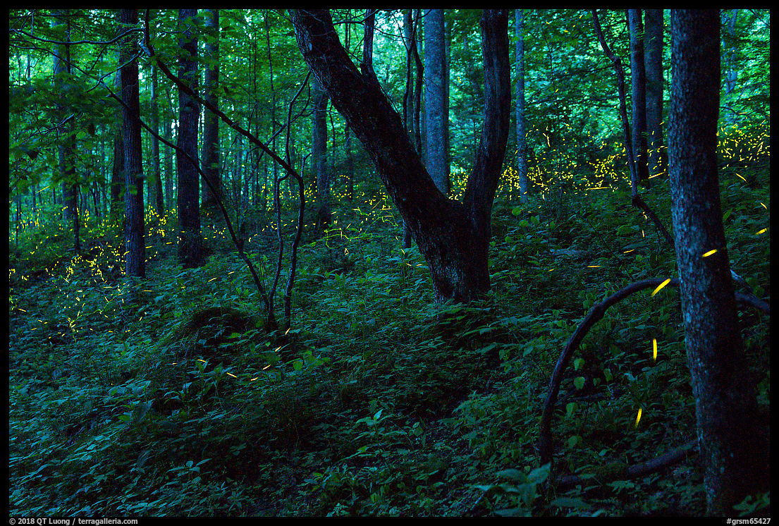 A composite image showing hundreds of fireflies flashing at night