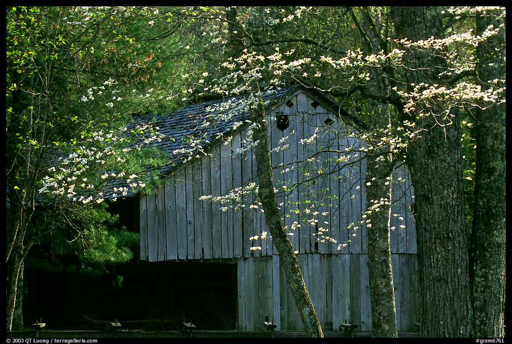 Historical barn with flowering dogwood in spring, Cades Cove, Tennessee. Great Smoky Mountains National Park, USA.