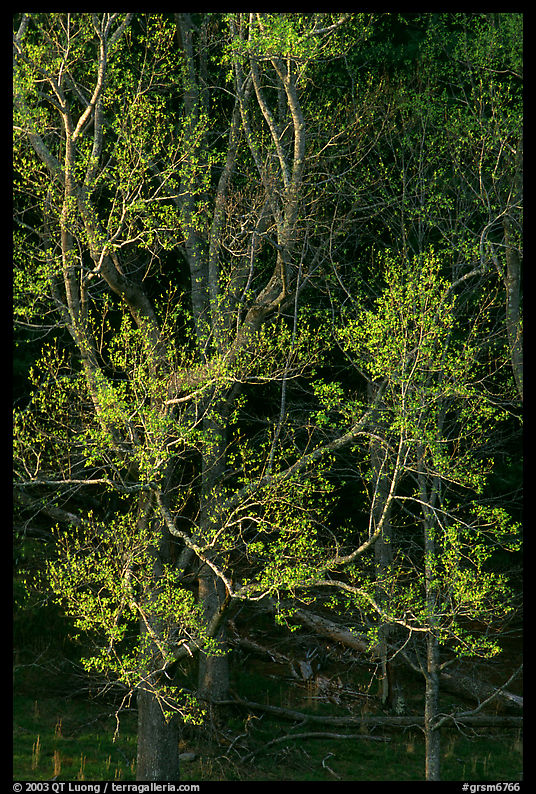 Tree in early spring foliage, Cades Cove, Tennessee. Great Smoky Mountains National Park
