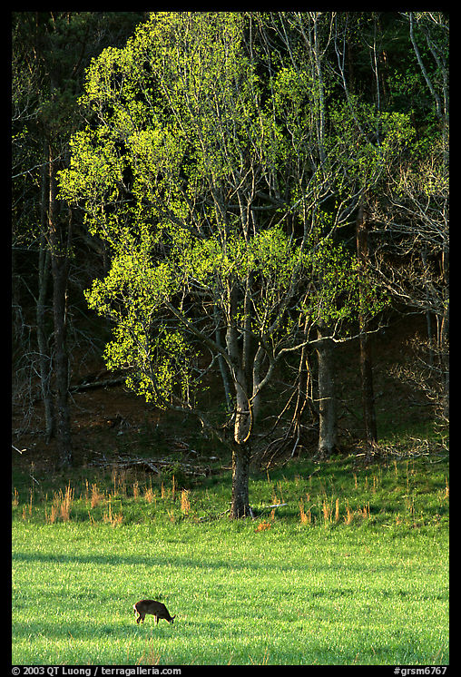 Deer in meadow and forest, Cades Cove, Tennessee. Great Smoky Mountains National Park, USA.