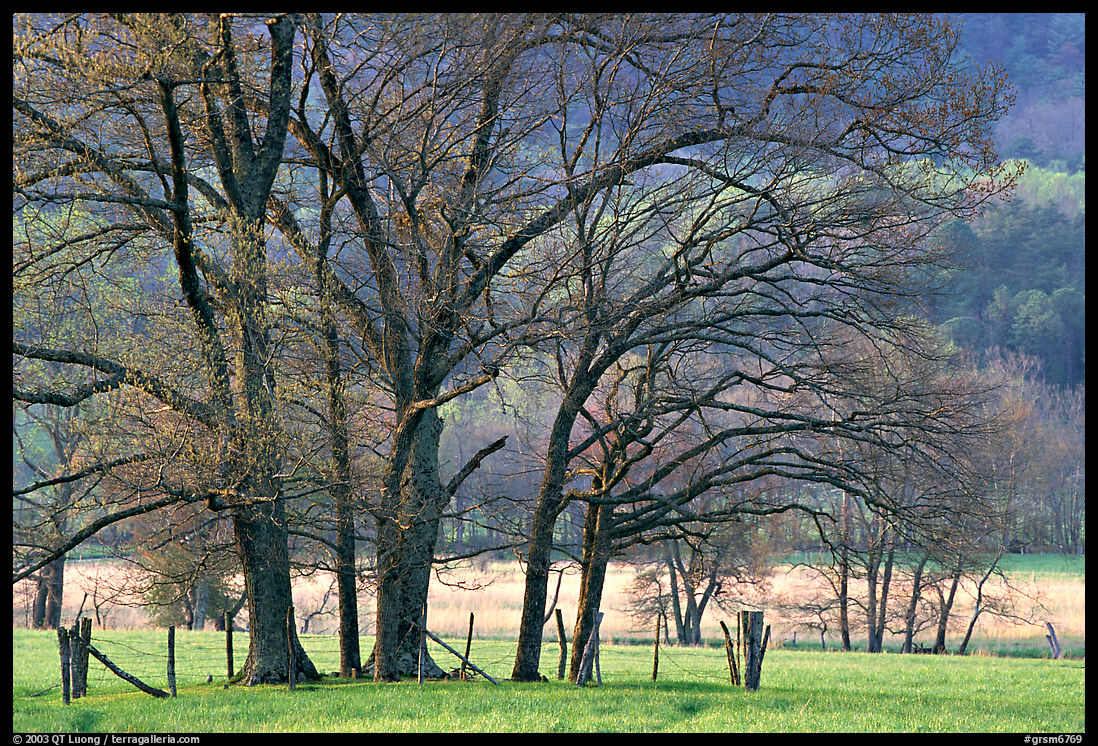 Trees in fenced meadow, early spring, Cades Cove, Tennessee. Great Smoky Mountains National Park