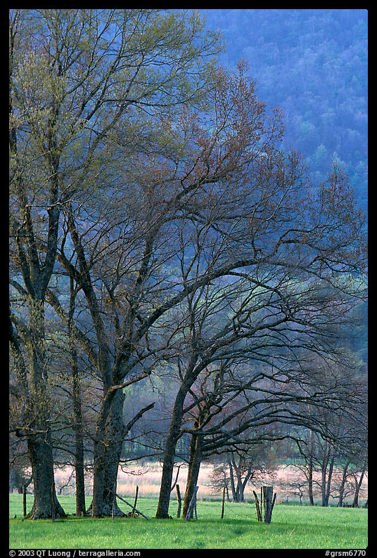 Meadow with trees in early spring, Cades Cove, Tennessee. Great Smoky Mountains National Park, USA.