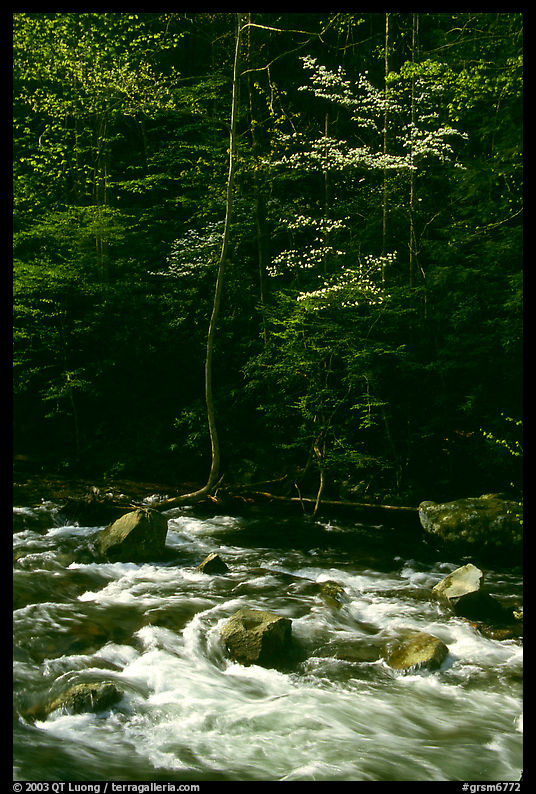 Sunlit Little River and dogwood tree in bloom, early morning, Tennessee. Great Smoky Mountains National Park, USA.