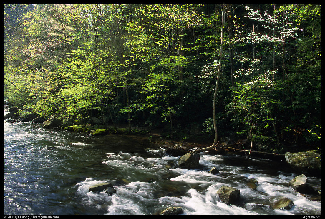 Sunlit Little River in the spring, early morning, Tennessee. Great Smoky Mountains National Park, USA.