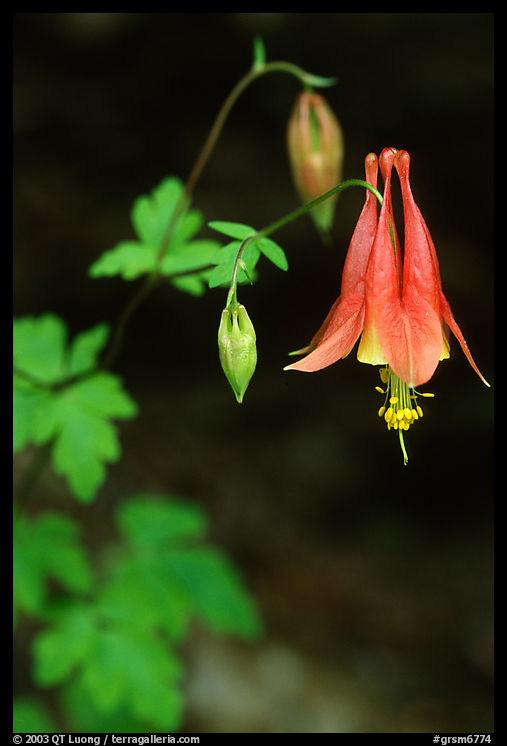 Red Columbine (Aquilegia candensis) close-up, Tennessee. Great Smoky Mountains National Park, USA.