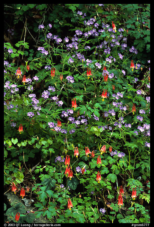 Blue forget-me-nots and Red Columbine, Tennessee. Great Smoky Mountains National Park, USA.