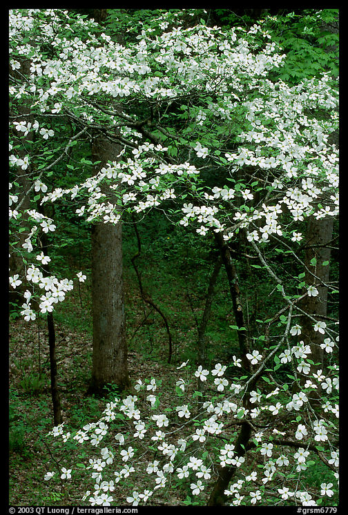 Dogwood tree with white blooms, Tennessee. Great Smoky Mountains National Park, USA.