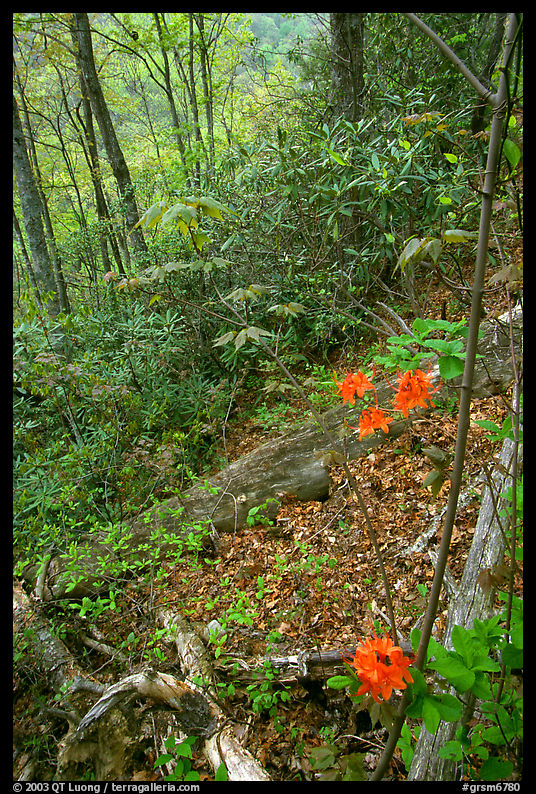 Flame Azaleas along Laurel Falls trail, Tennessee. Great Smoky Mountains National Park, USA.
