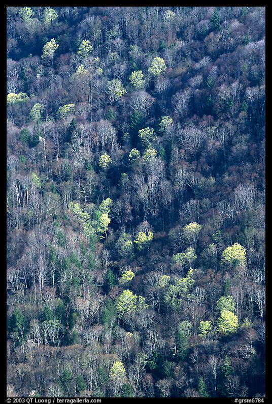 Distant mountain slope with partly leafed trees, North Carolina. Great Smoky Mountains National Park, USA.