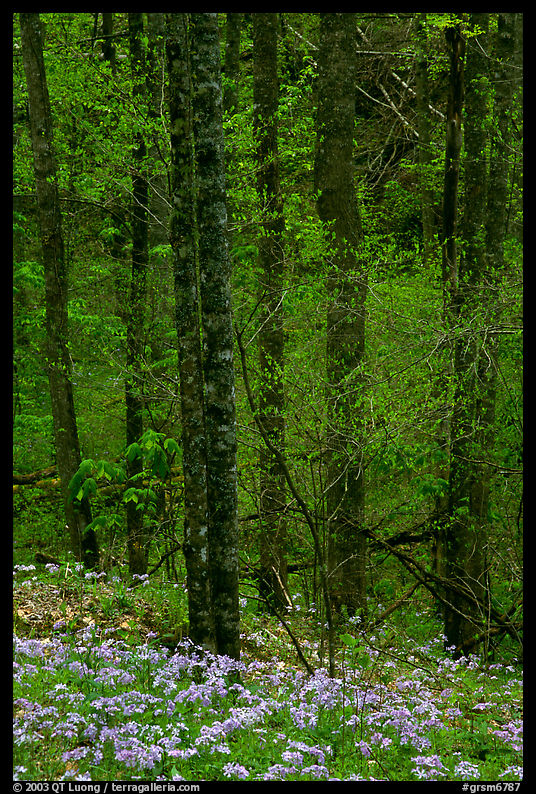 Forest with undergrowth of blue flowers, North Carolina. Great Smoky Mountains National Park, USA.