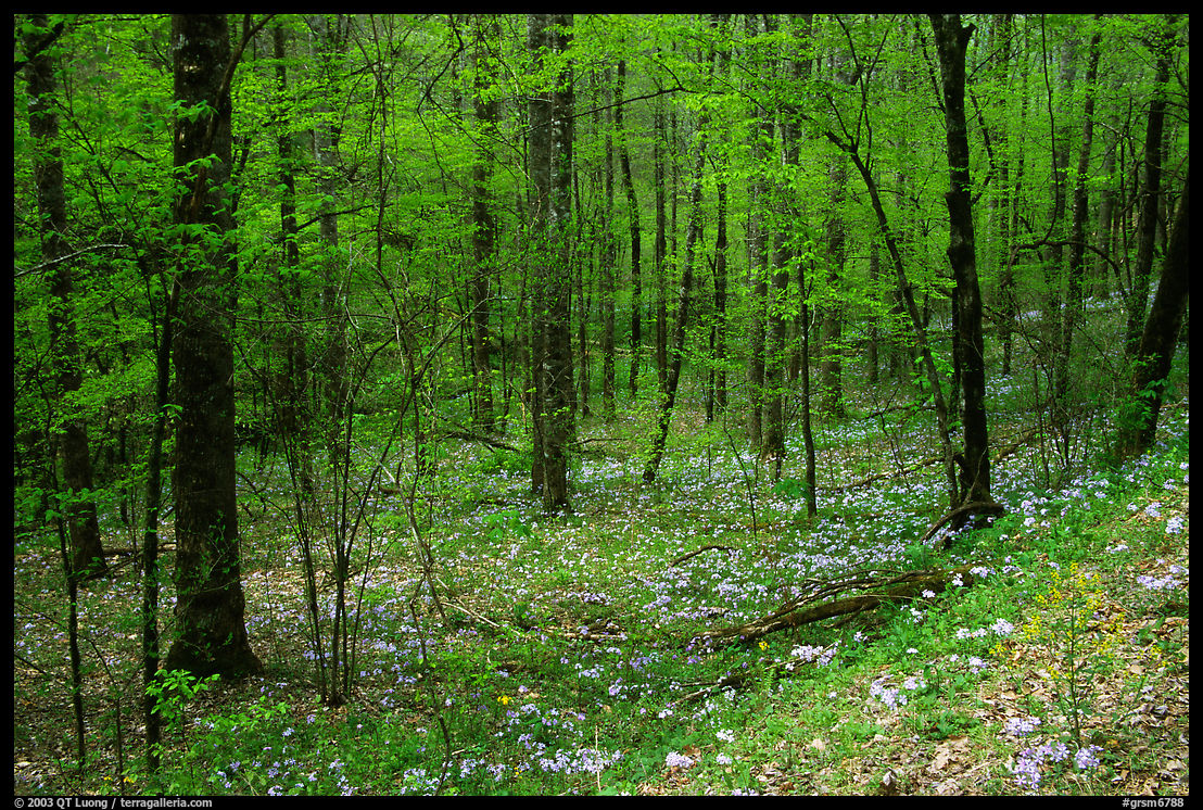 Forest in spring with wildflowers, North Carolina. Great Smoky Mountains National Park, USA.