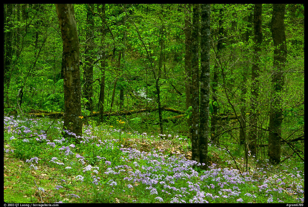 Carpet of white and blue wildflowers in spring forest, North Carolina. Great Smoky Mountains National Park, USA.
