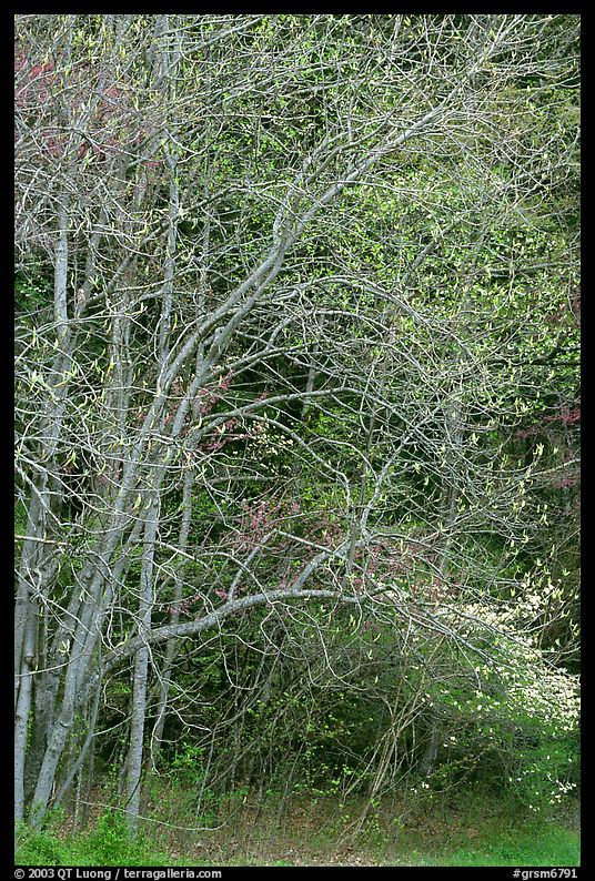 Trees begining to leaf out in spring, North Carolina. Great Smoky Mountains National Park, USA.