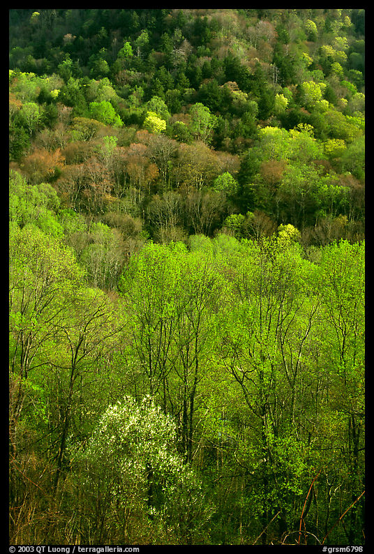 Verdant trees and hillside in spring, late afternoon, Tennessee. Great Smoky Mountains National Park