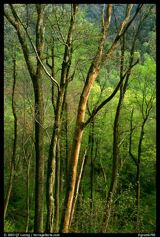 Spring hillside seen through tree trunks, late afternoon, Tennessee. Great Smoky Mountains National Park