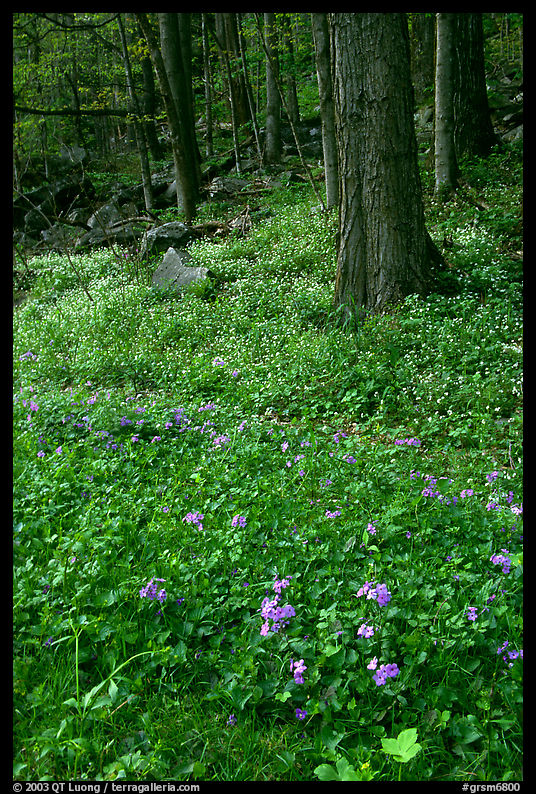 Blue flowers in forest, Chimney area, Tennessee. Great Smoky Mountains National Park, USA.