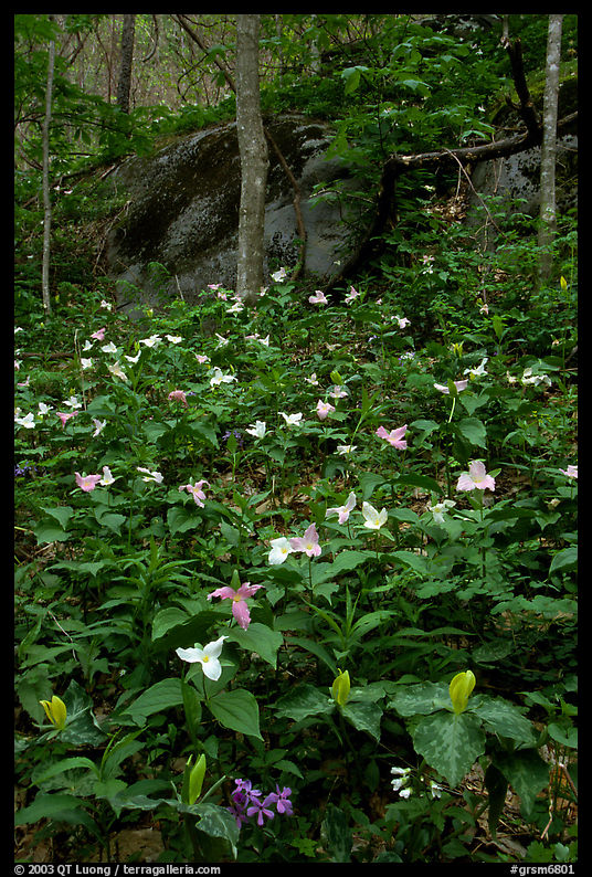 Multicolored Trillium in spring forest, Chimney area, Tennessee. Great Smoky Mountains National Park, USA.