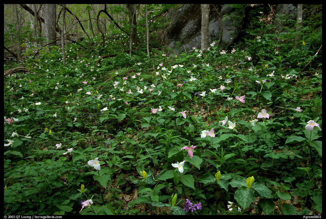 Carpet of multicolored Trilium in forest, Chimney area, Tennessee. Great Smoky Mountains National Park, USA.
