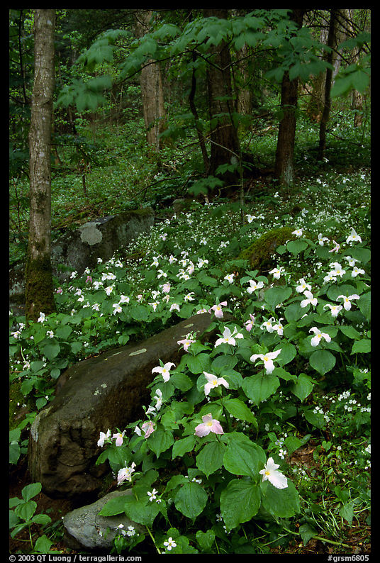 Carpet of White Trilium in verdant forest, Chimney area, Tennessee. Great Smoky Mountains National Park, USA.