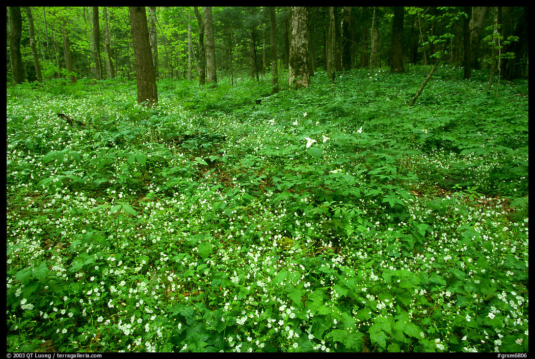 Forest floor covered with Fringed Phacelia (Phacelia fimbriata), Chimney area, Tennessee. Great Smoky Mountains National Park, USA.