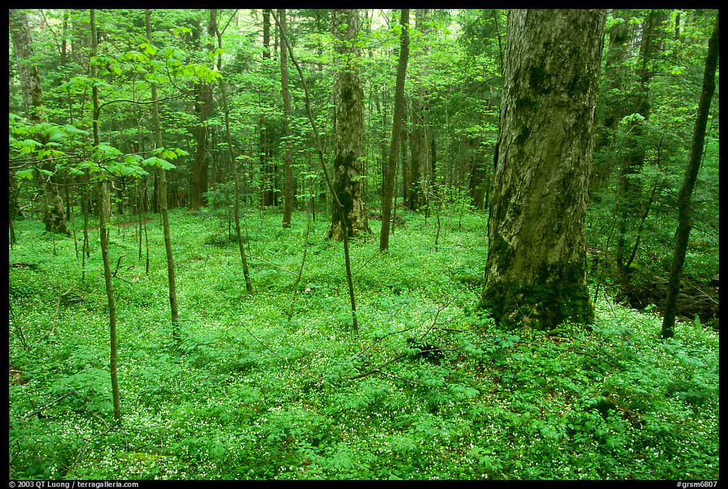 Forest floor covered with small white Fringed Phacelia flowers, Chimney area, Tennessee. Great Smoky Mountains National Park, USA.
