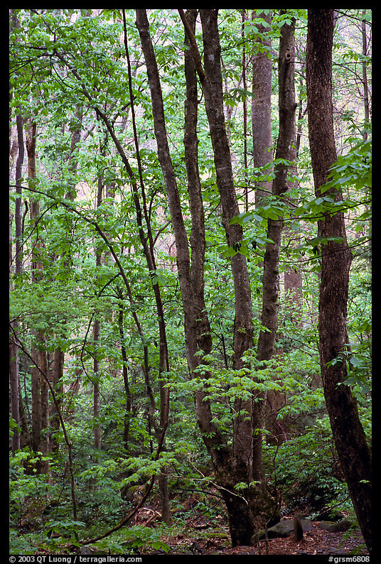 Spring Forest in rain, Chimney area, Tennessee. Great Smoky Mountains National Park, USA.