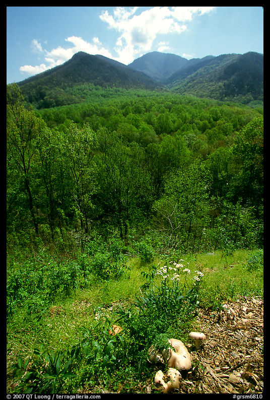Mushroom, Hillside, and Mount Le Conte, Tennessee. Great Smoky Mountains National Park, USA.
