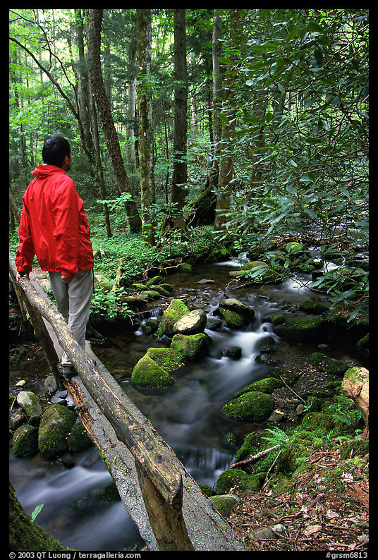 Hiker on tiny footbrige above stream, Tennessee. Great Smoky Mountains National Park, USA.