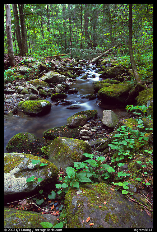 Mossy boulders and Cosby Creek, Tennessee. Great Smoky Mountains National Park