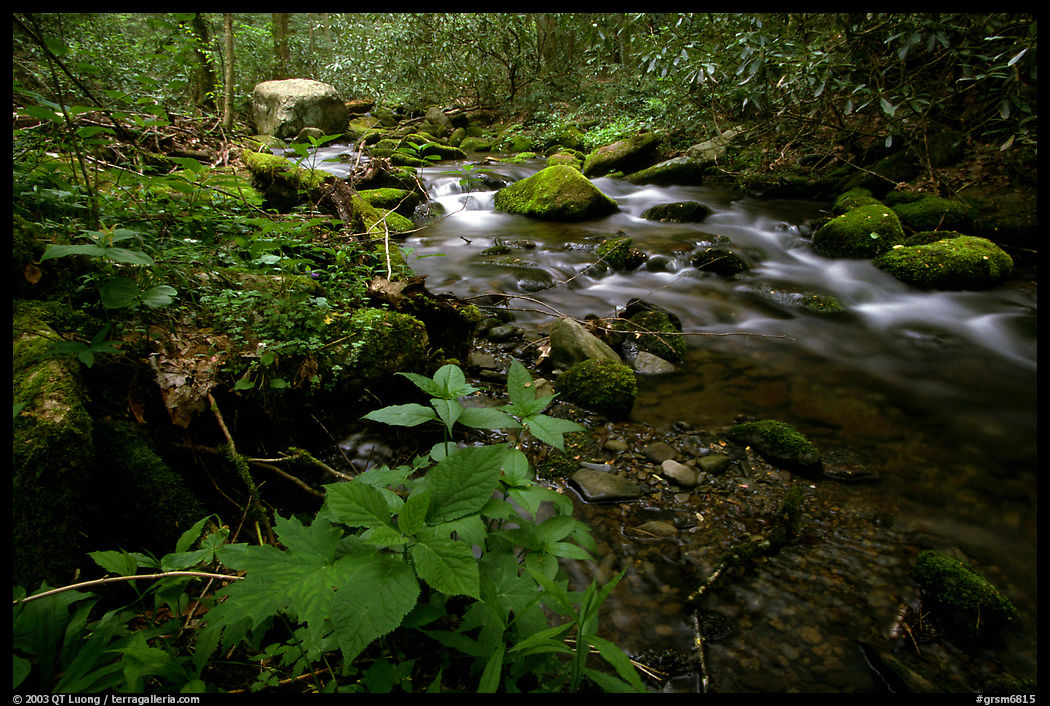 Cosby Creek, Tennessee. Great Smoky Mountains National Park, USA.