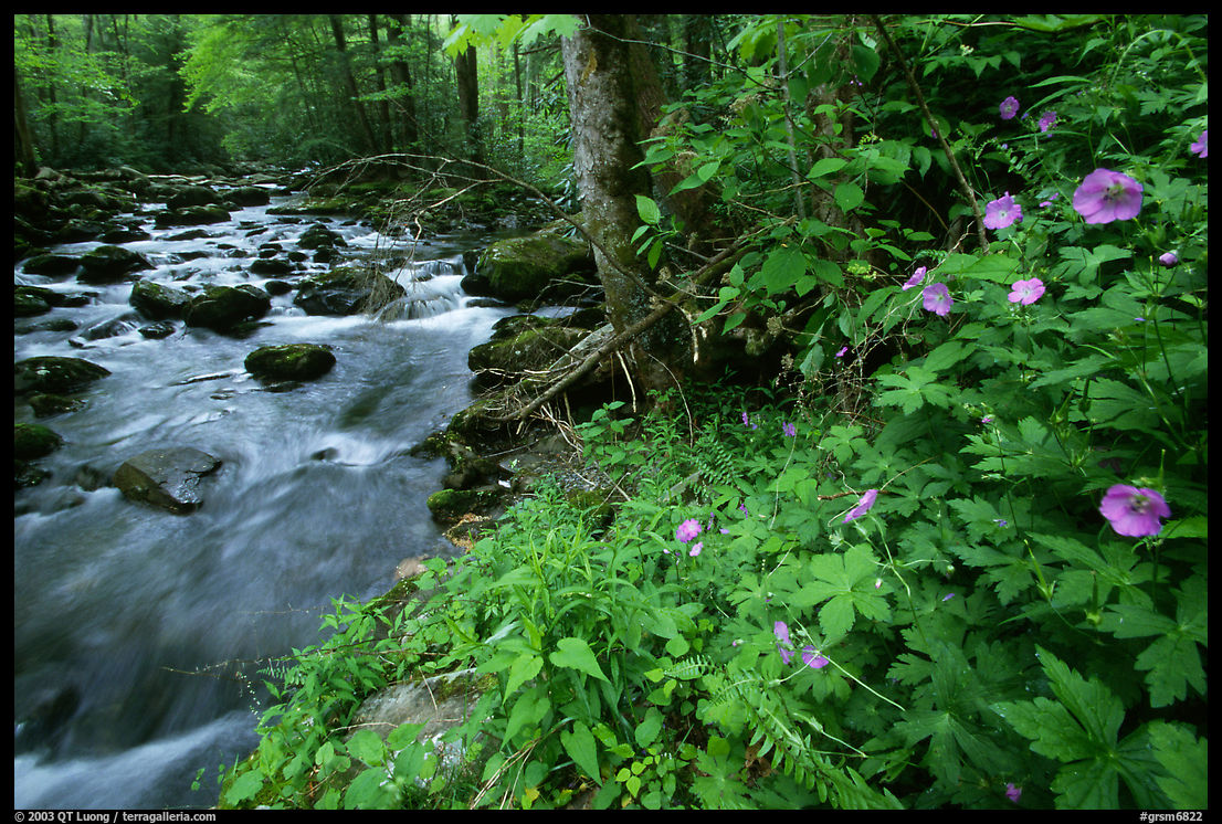 Spring Wildflowers next river flowing in forest, Greenbrier, Tennessee. Great Smoky Mountains National Park, USA.