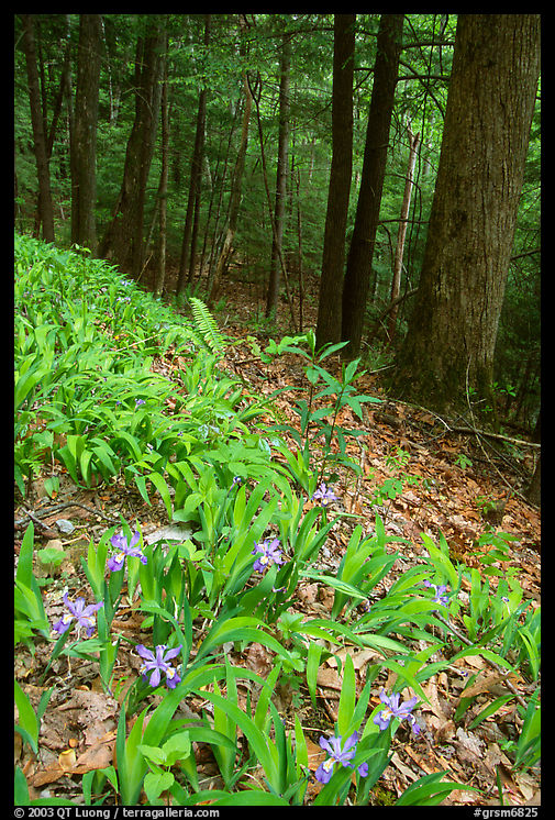 Crested Dwarf Irises blooming in the spring, Greenbrier, Tennessee. Great Smoky Mountains National Park, USA.