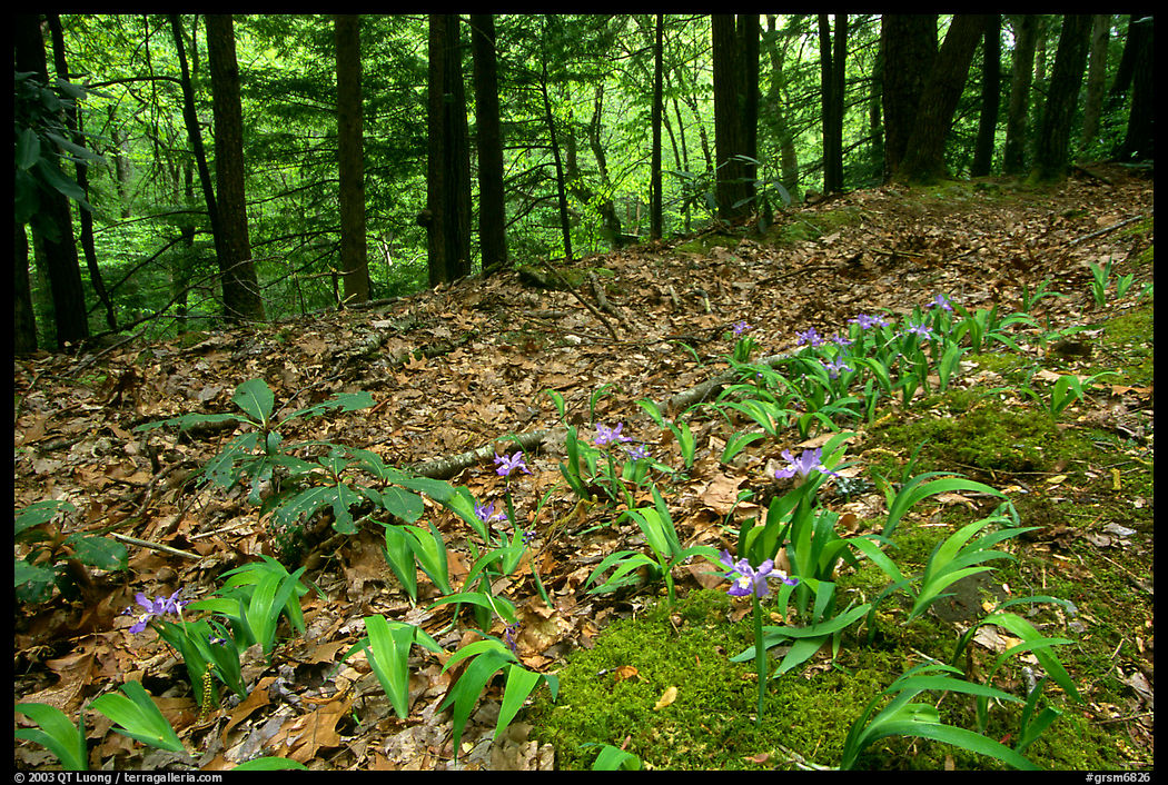 Forest floor with Crested Dwarf Iris, Greenbrier, Tennessee. Great Smoky Mountains National Park, USA.