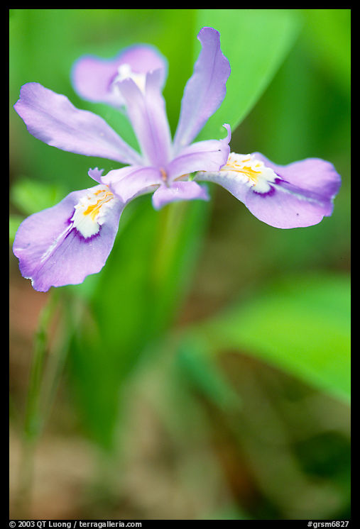 Crested Dwarf Iris close-up, Tennessee. Great Smoky Mountains National Park, USA.