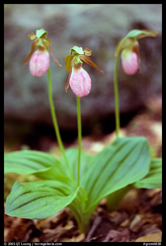Three pink lady slippers, Greenbrier, Tennessee. Great Smoky Mountains National Park, USA.