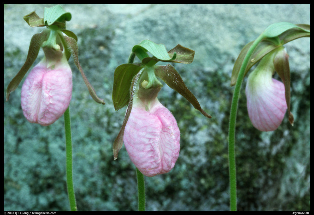 Three pink lady slippers and rock, Tennessee. Great Smoky Mountains National Park, USA.